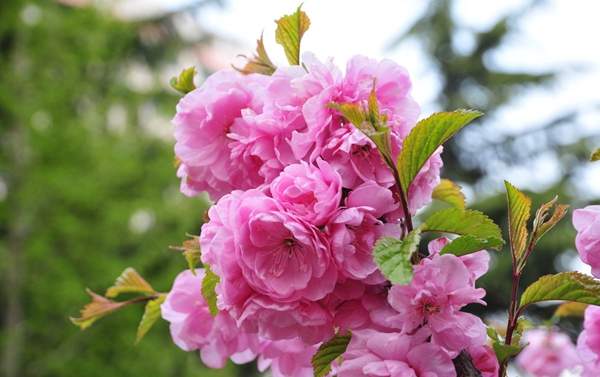 沭陽(yáng)榆葉梅規(guī)格 沭陽(yáng)榆葉梅規(guī)格