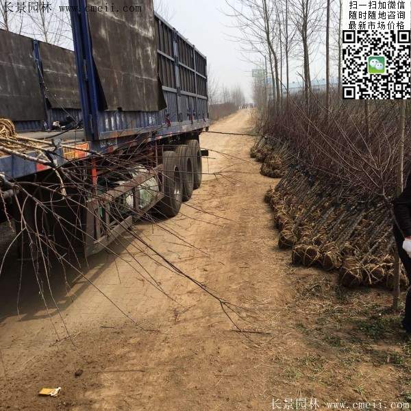 沭陽(yáng)榆葉梅規(guī)格 沭陽(yáng)榆葉梅規(guī)格