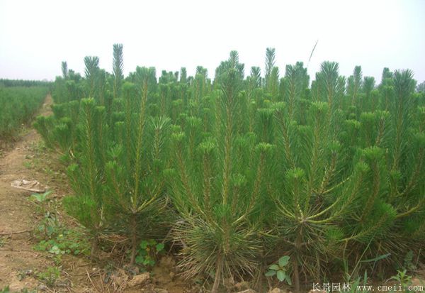 沭陽黑松的價(jià)格 沭陽黑松的價(jià)格