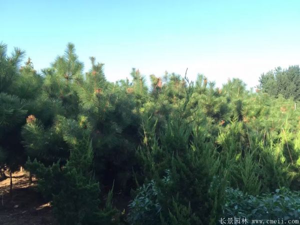 2016沭陽黑松樹的規(guī)格 2016沭陽黑松樹的規(guī)格