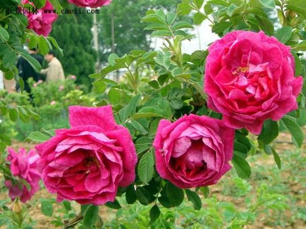 物美價(jià)廉的食用玫瑰在哪買？