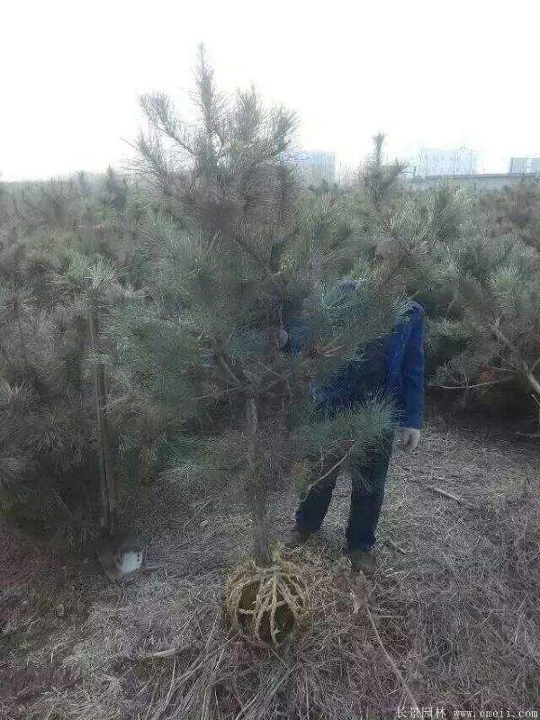 沭陽黑松的優(yōu)勢 沭陽黑松的優(yōu)勢