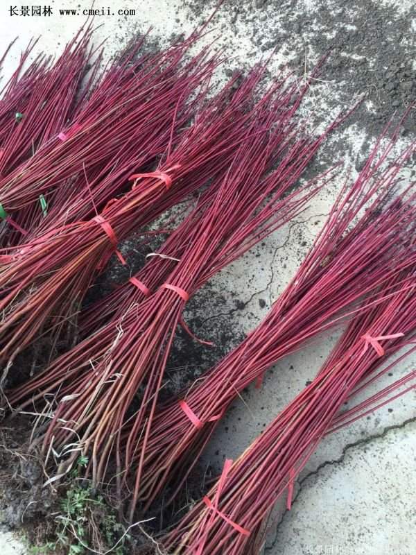 沭陽(yáng)紅瑞木