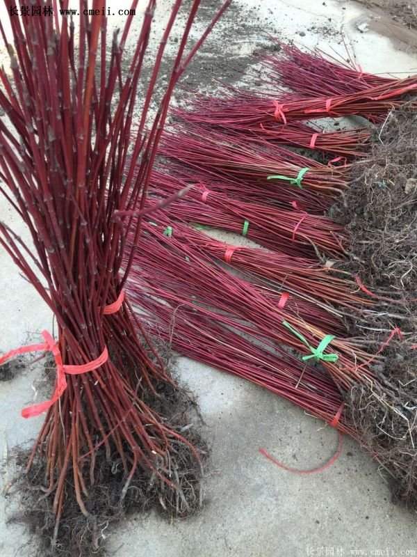 沭陽(yáng)紅瑞木