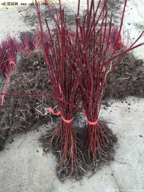 沭陽(yáng)紅瑞木