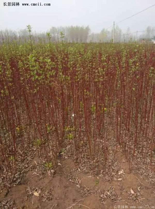 沭陽(yáng)紅瑞木