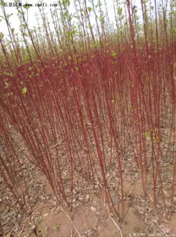 沭陽(yáng)紅瑞木