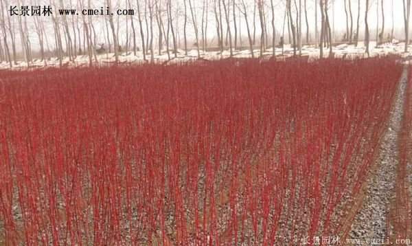 沭陽(yáng)紅瑞木