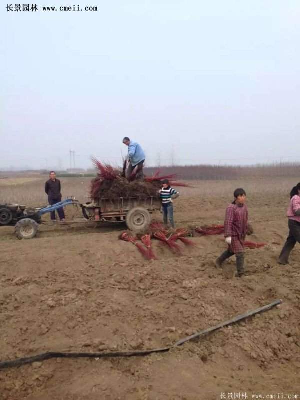 沭陽(yáng)紅瑞木