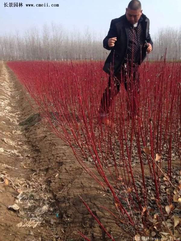 沭陽(yáng)紅瑞木