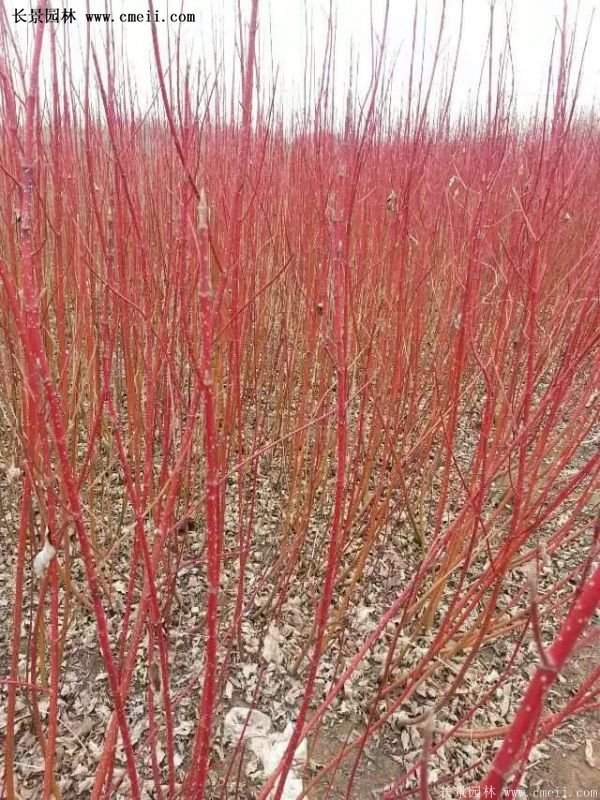 紅瑞木銷(xiāo)量