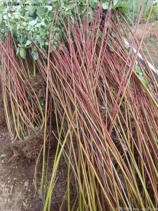 紅瑞木銷(xiāo)量