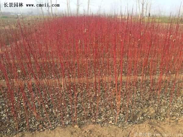 紅瑞木銷(xiāo)量