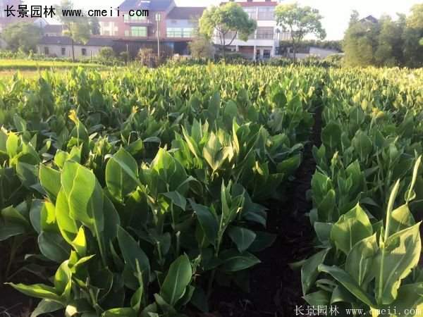 低價格，高質(zhì)量的美人蕉