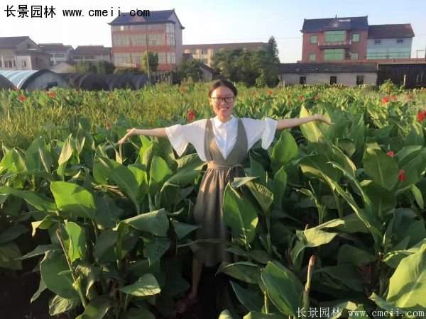 低價格，高質(zhì)量的美人蕉