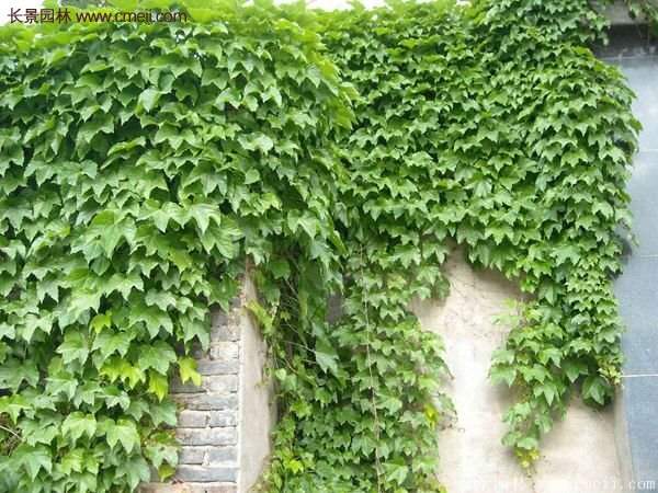 爬山虎怎么種？