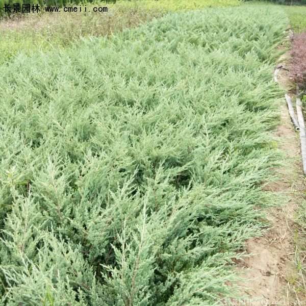 沭陽(yáng)的鋪地柏