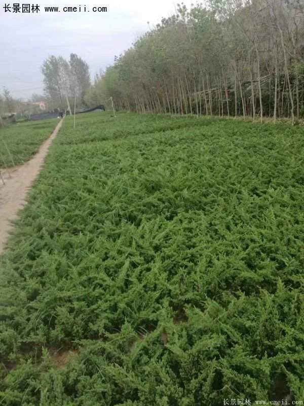 沭陽(yáng)30-80冠幅地柏苗