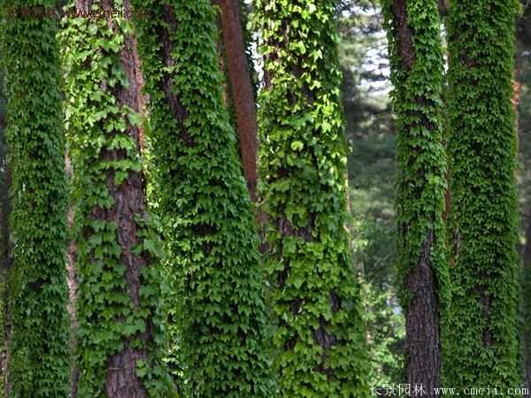 爬山虎一株多少錢？