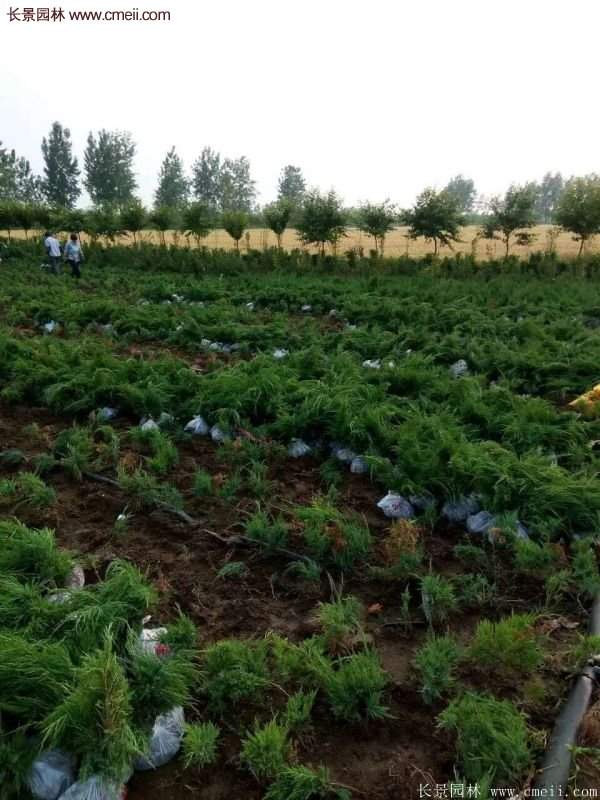 沙地柏繁殖 沙地柏繁殖