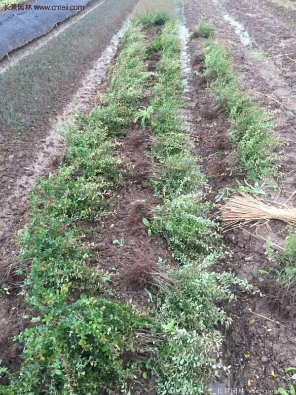 沭陽火棘苗、火棘球