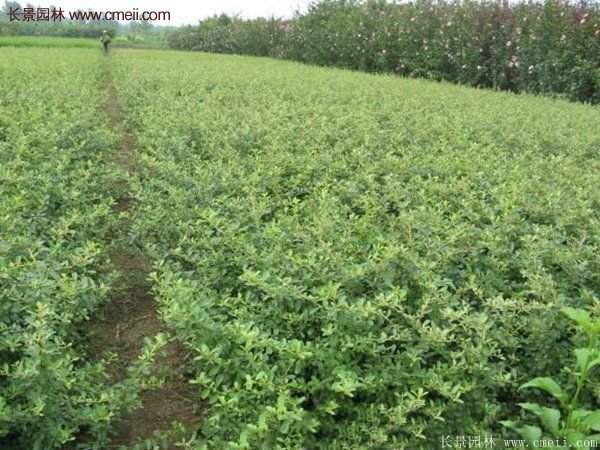 沭陽火棘苗、火棘球