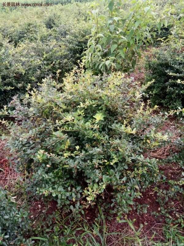 沭陽火棘苗、火棘球