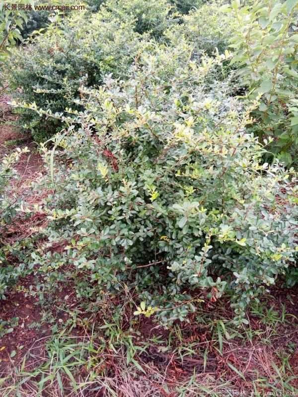 沭陽火棘苗、火棘球