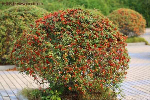 沭陽火棘苗、火棘球