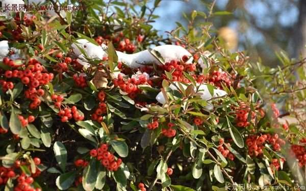 沭陽火棘苗、火棘球