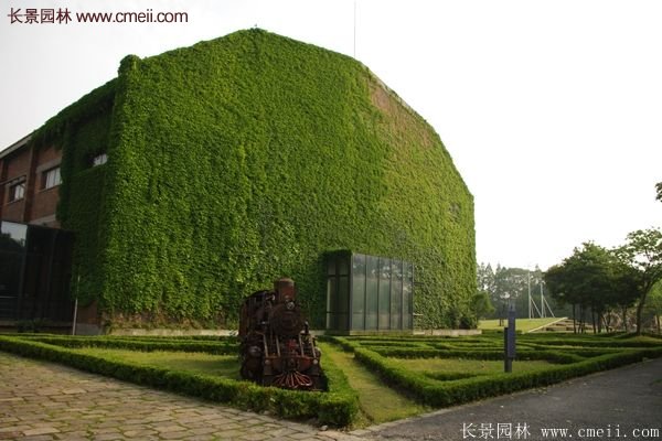 爬山虎都能種植在哪些地方？