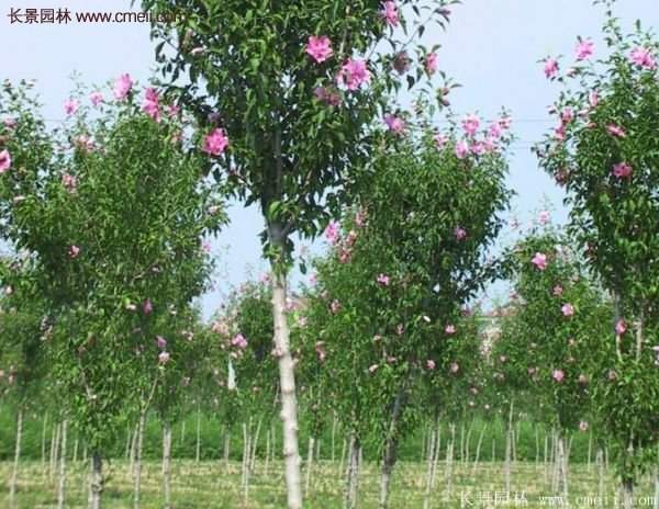 木槿樹種植養(yǎng)護(hù)資料匯總