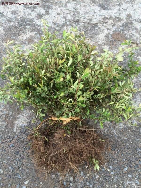 沭陽(yáng)低價(jià)火棘苗