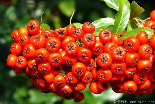 沭陽(yáng)的火棘