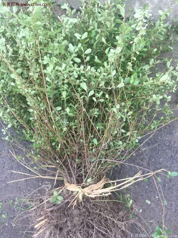 沭陽(yáng)的火棘