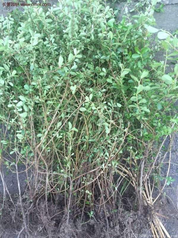 沭陽(yáng)的火棘