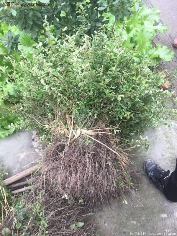 沭陽(yáng)的火棘