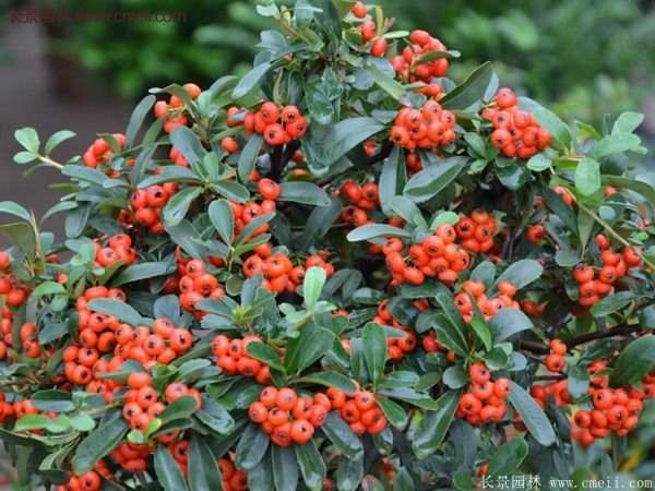 沭陽(yáng)的火棘