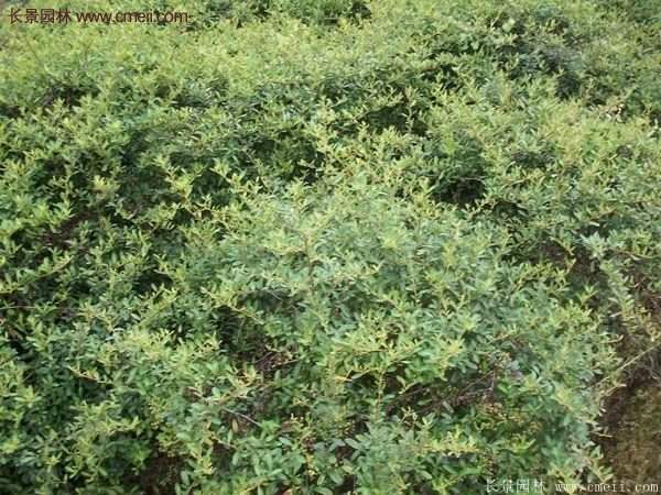 沭陽(yáng)的火棘