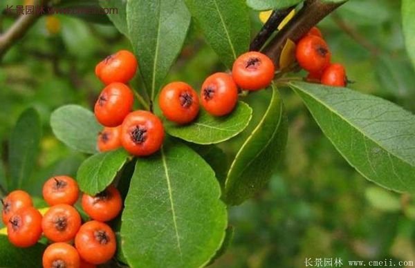 沭陽(yáng)火棘苗、火棘球