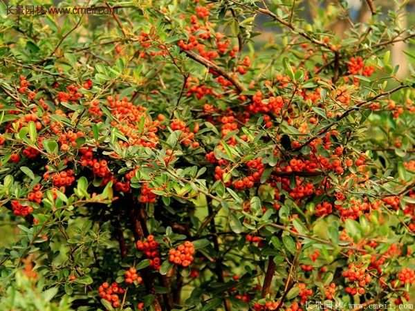 沭陽(yáng)火棘苗、火棘球