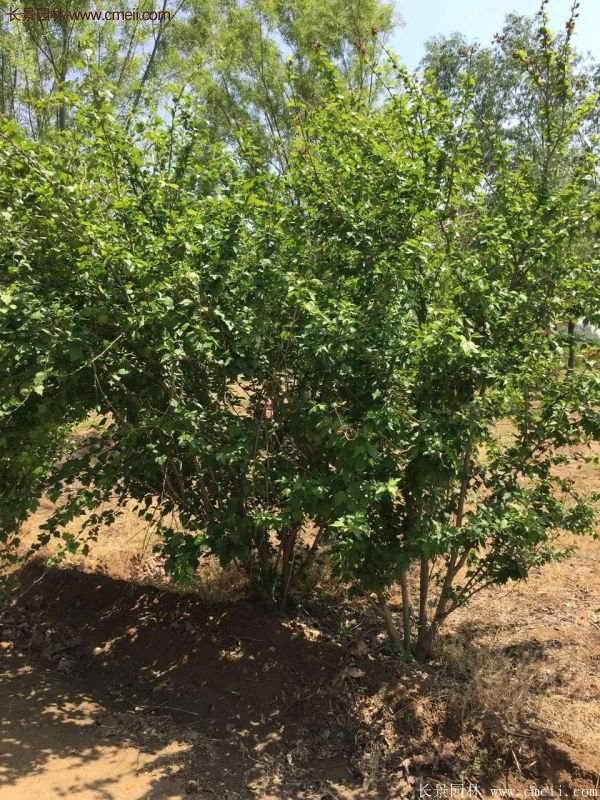 哪種木槿規(guī)格在園林上應(yīng)用最多