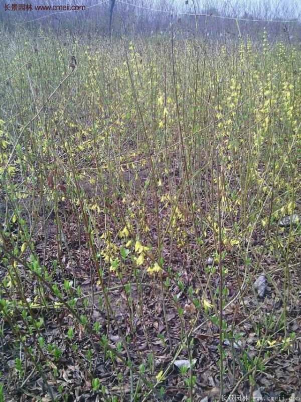 連翹樹苗 連翹樹苗