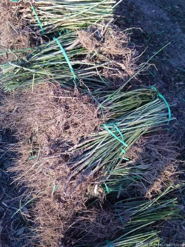 沭陽(yáng)連翹苗供應(yīng)