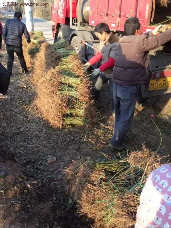 沭陽(yáng)連翹苗供應(yīng)