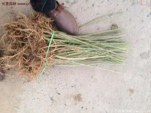 沭陽(yáng)連翹苗供應(yīng)