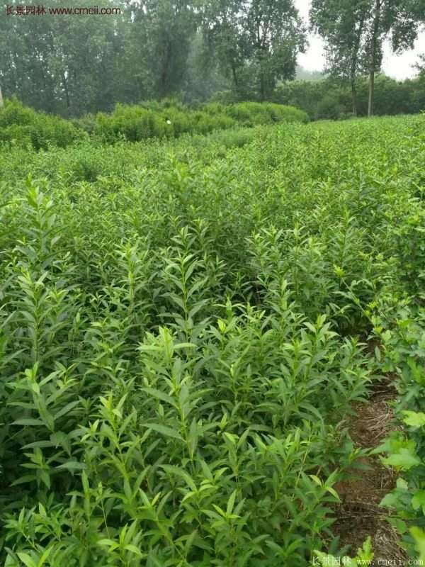 沭陽(yáng)的連翹苗