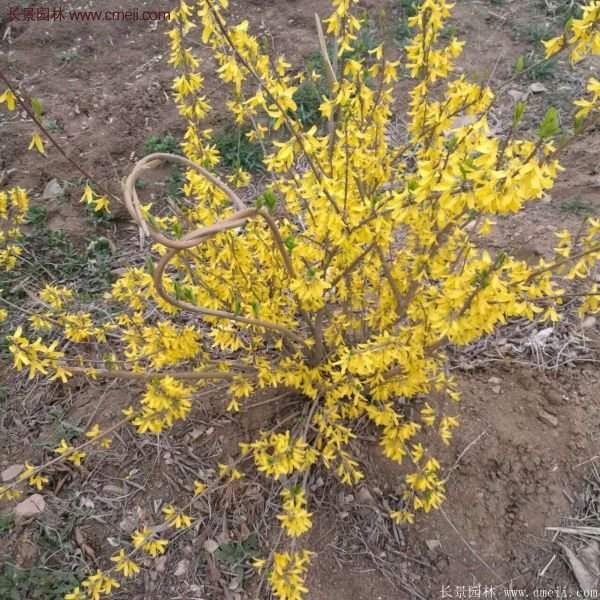 沭陽(yáng)的連翹苗