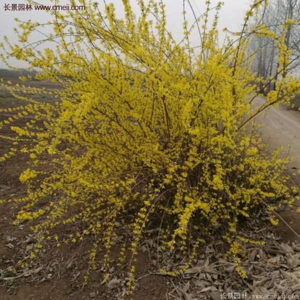 沭陽(yáng)的連翹苗