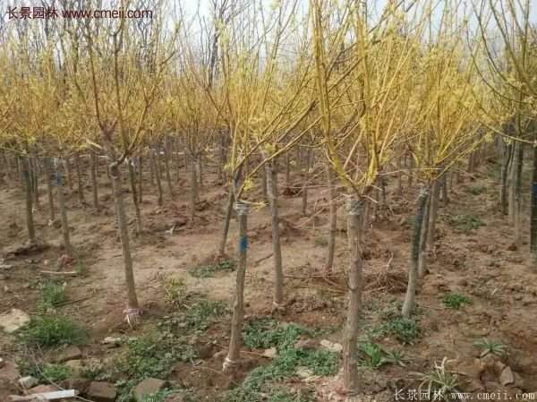 黃金槐樹苗是如何繁育的？